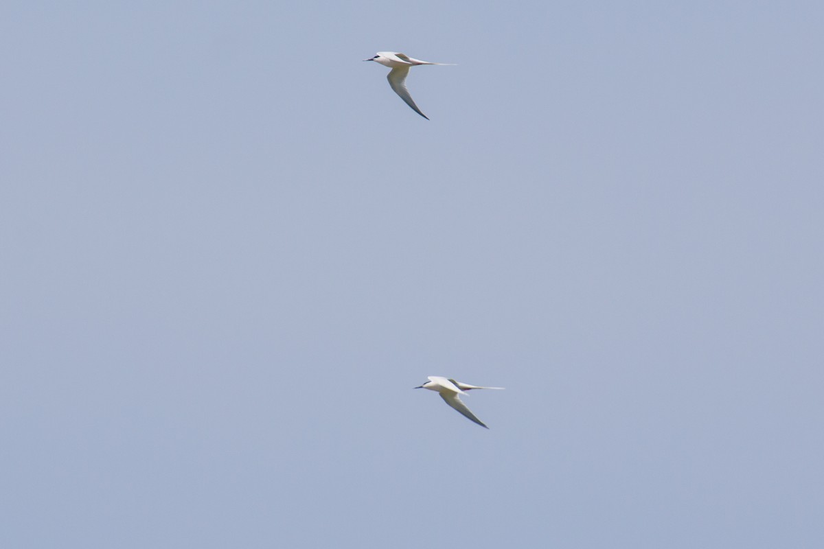 Roseate Tern - ML58948381