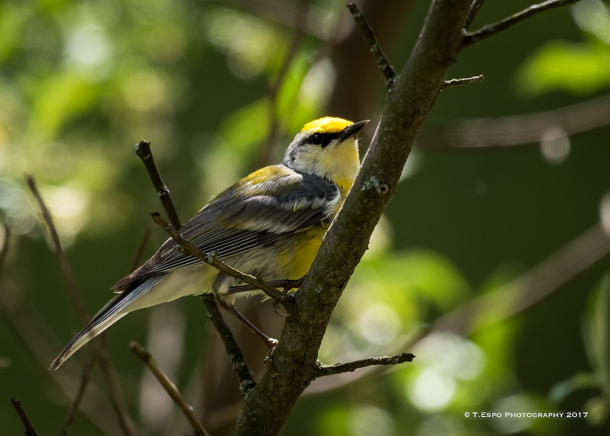 Brewster's Warbler (hybrid) - ML58948421