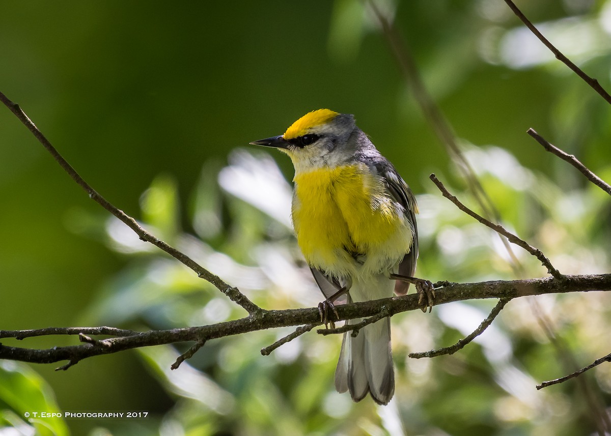 Brewster's Warbler (hybrid) - ML58948431