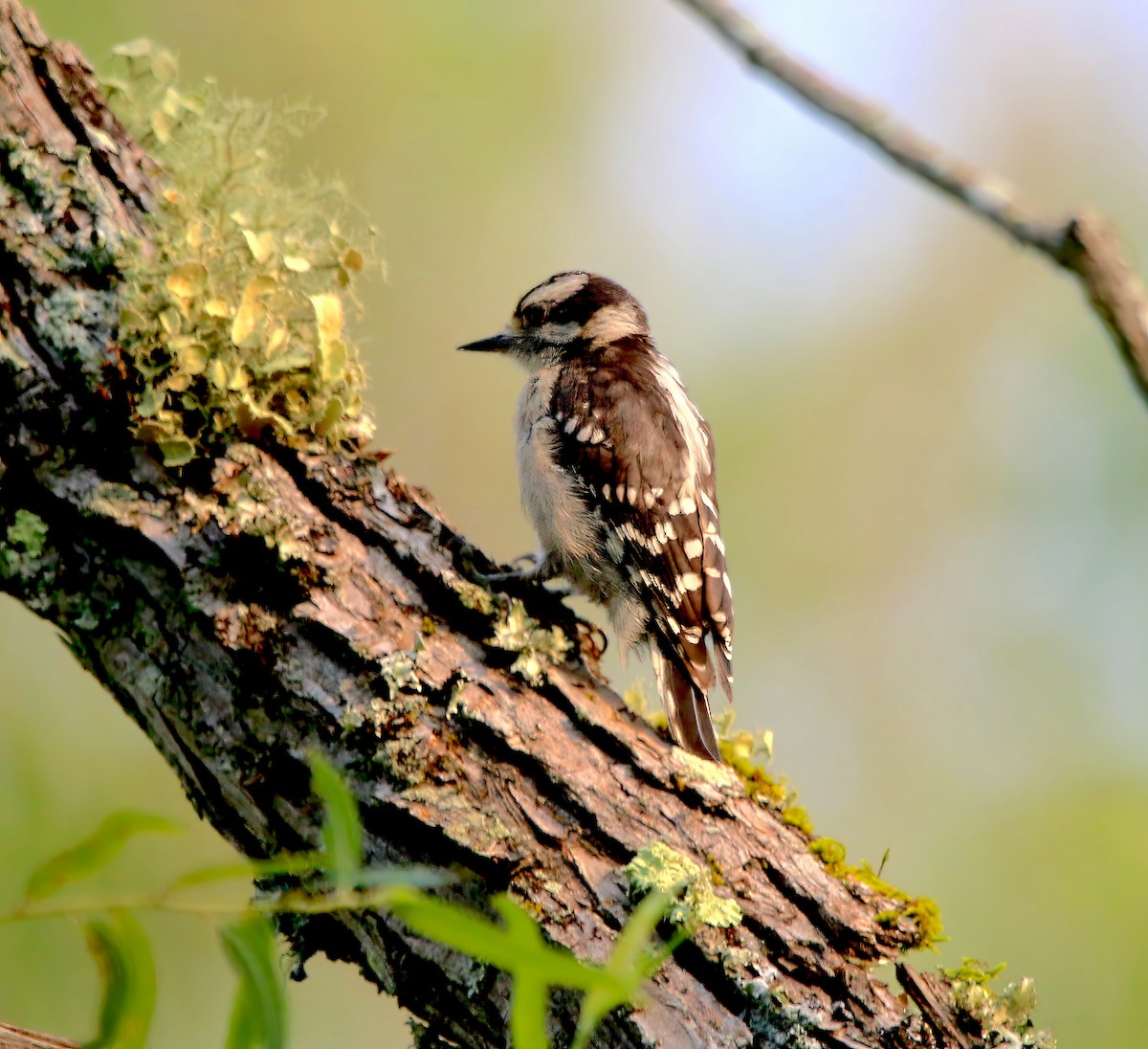 Downy Woodpecker - ML589484821