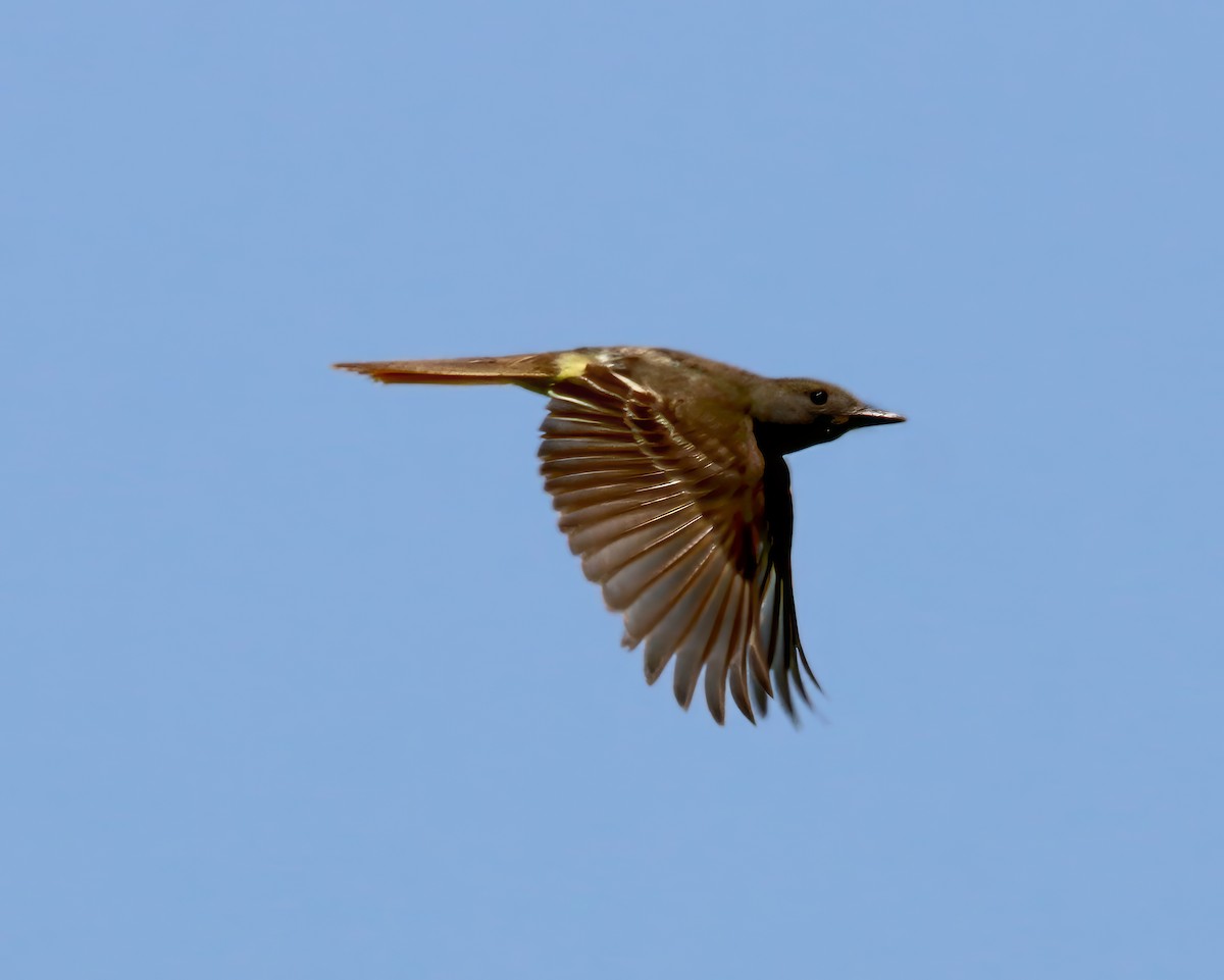 Great Crested Flycatcher - ML589484901