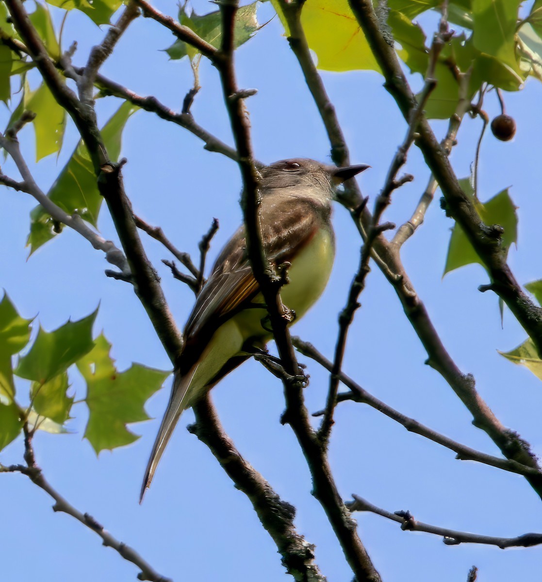 Great Crested Flycatcher - ML589484911