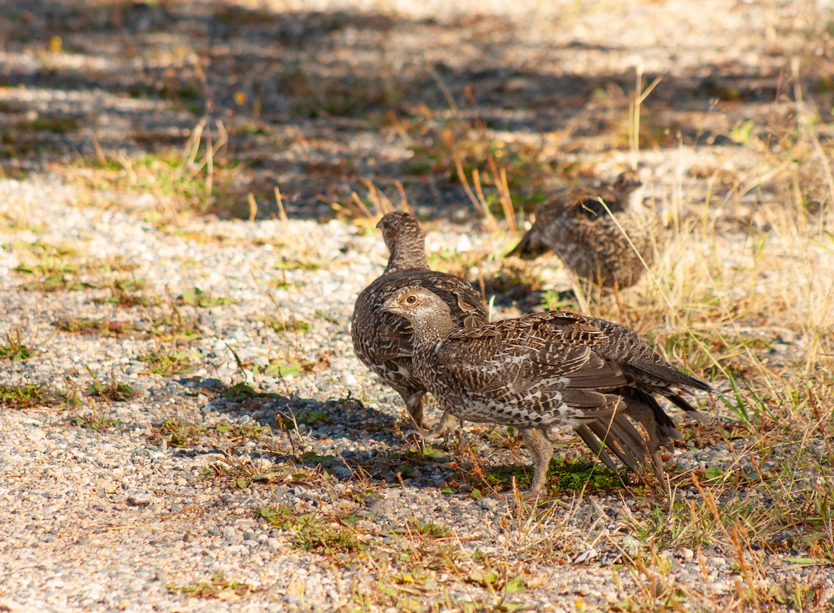 Dusky Grouse - ML589485081