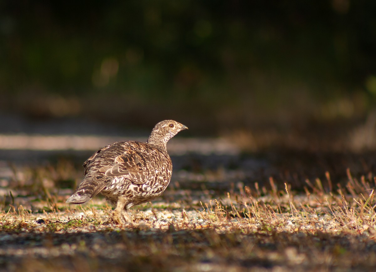 Dusky Grouse - ML589485111