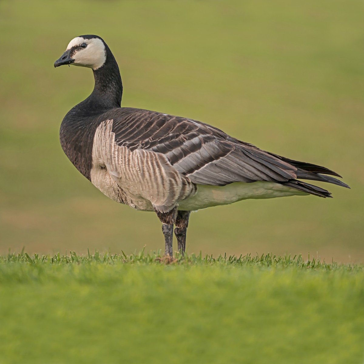 Barnacle Goose - ML589485841