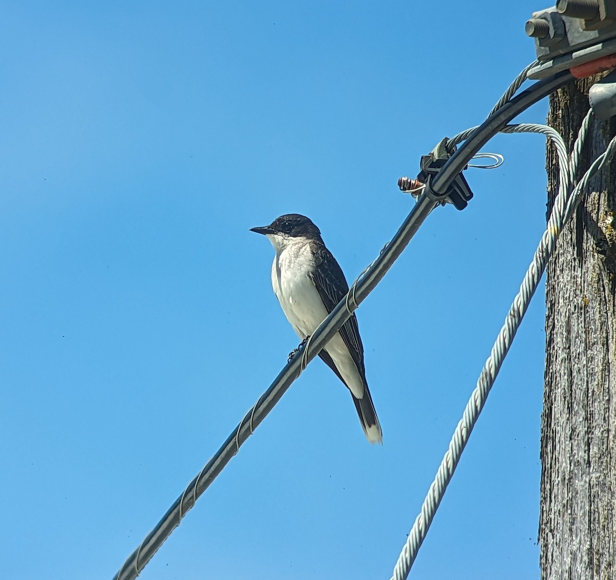 Eastern Kingbird - ML589486541