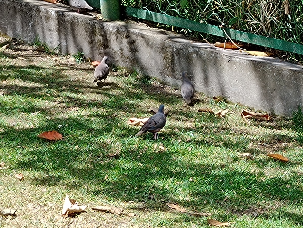 Rock Pigeon (Feral Pigeon) - ML589486661