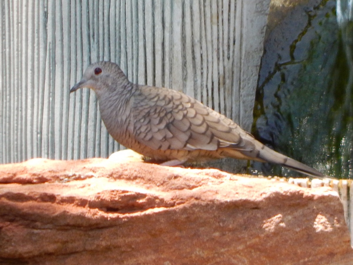 Inca Dove - ML589488241