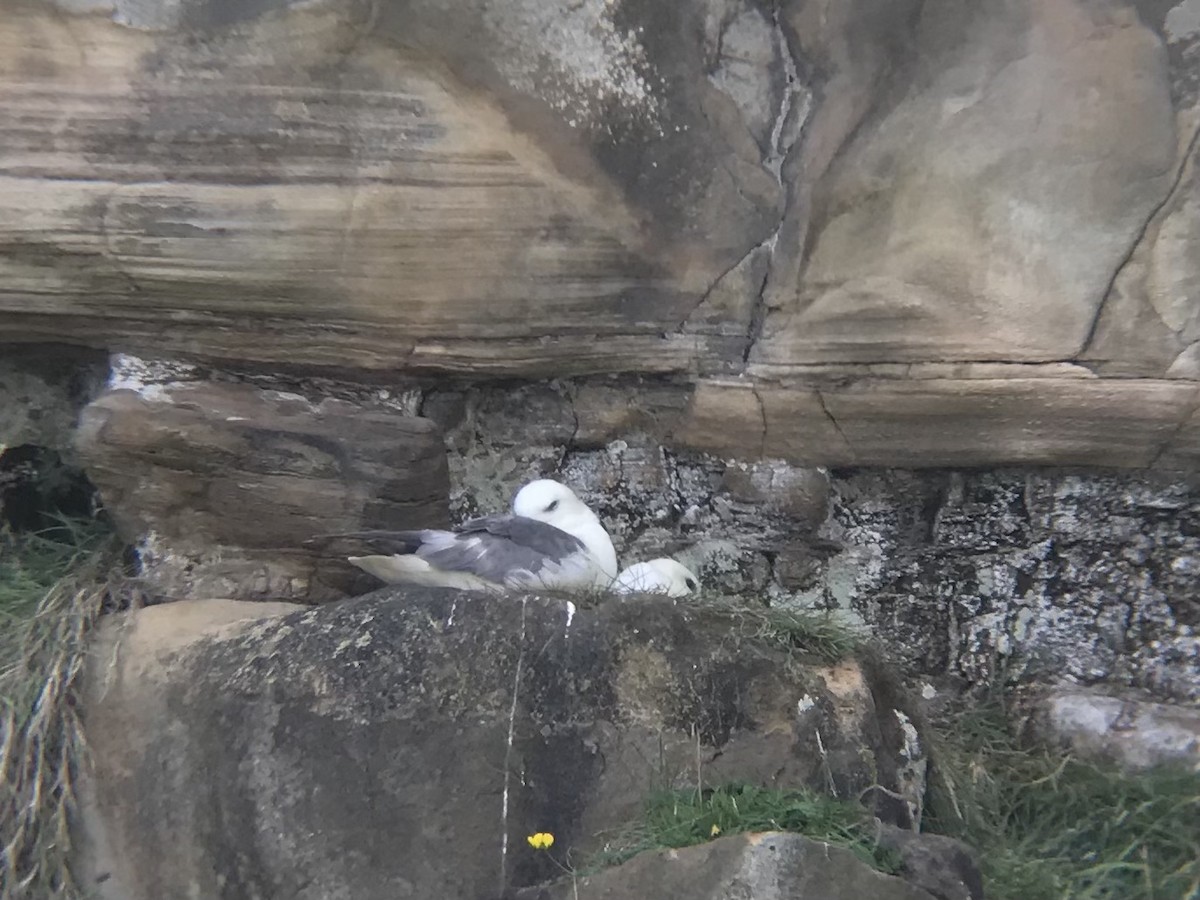 Northern Fulmar - Kevin Cheng