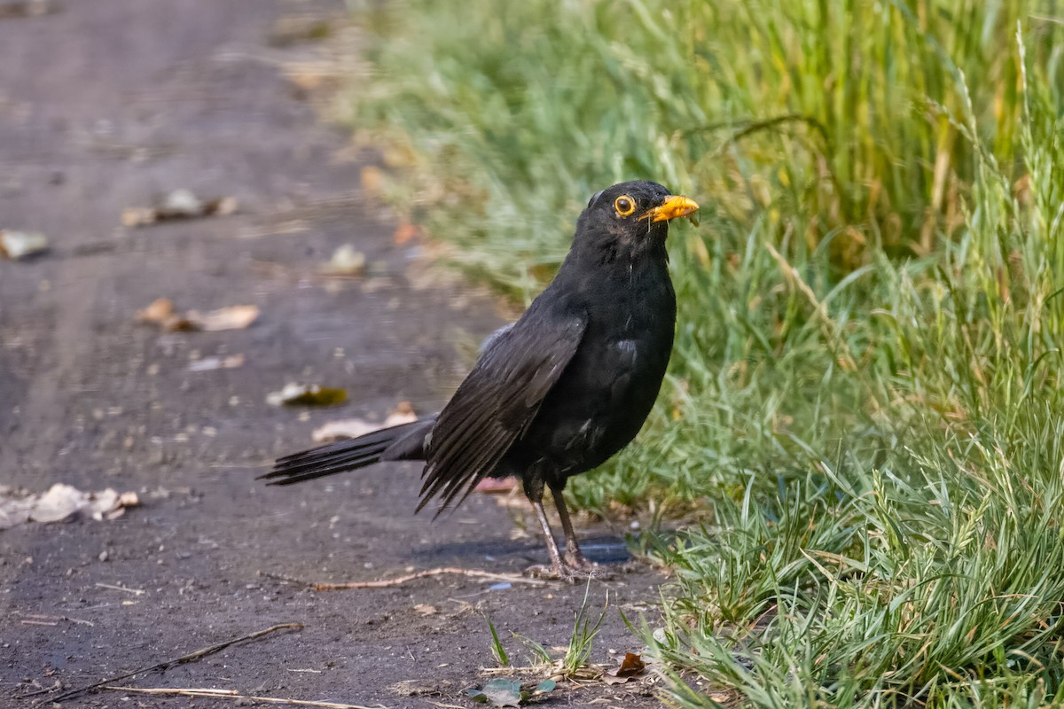 Eurasian Blackbird - Peter Hinow