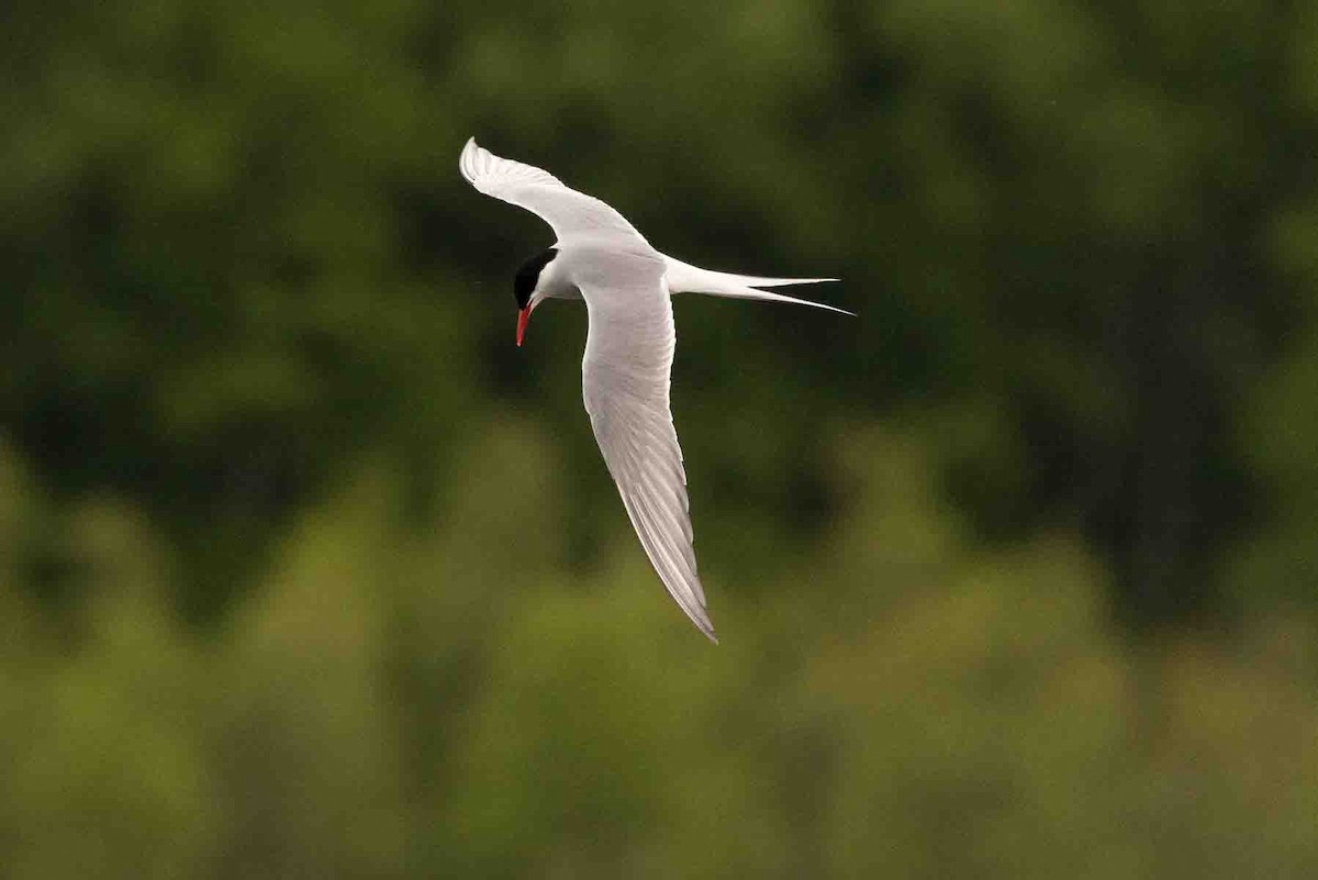 Arctic Tern - ML589489751