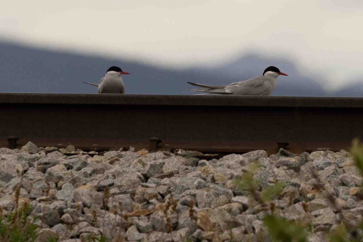 Arctic Tern - ML589489761