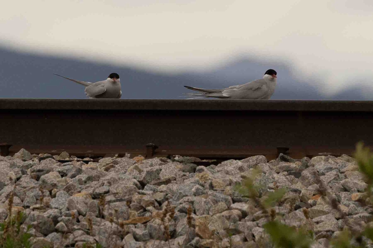 Arctic Tern - Ann Van Sant