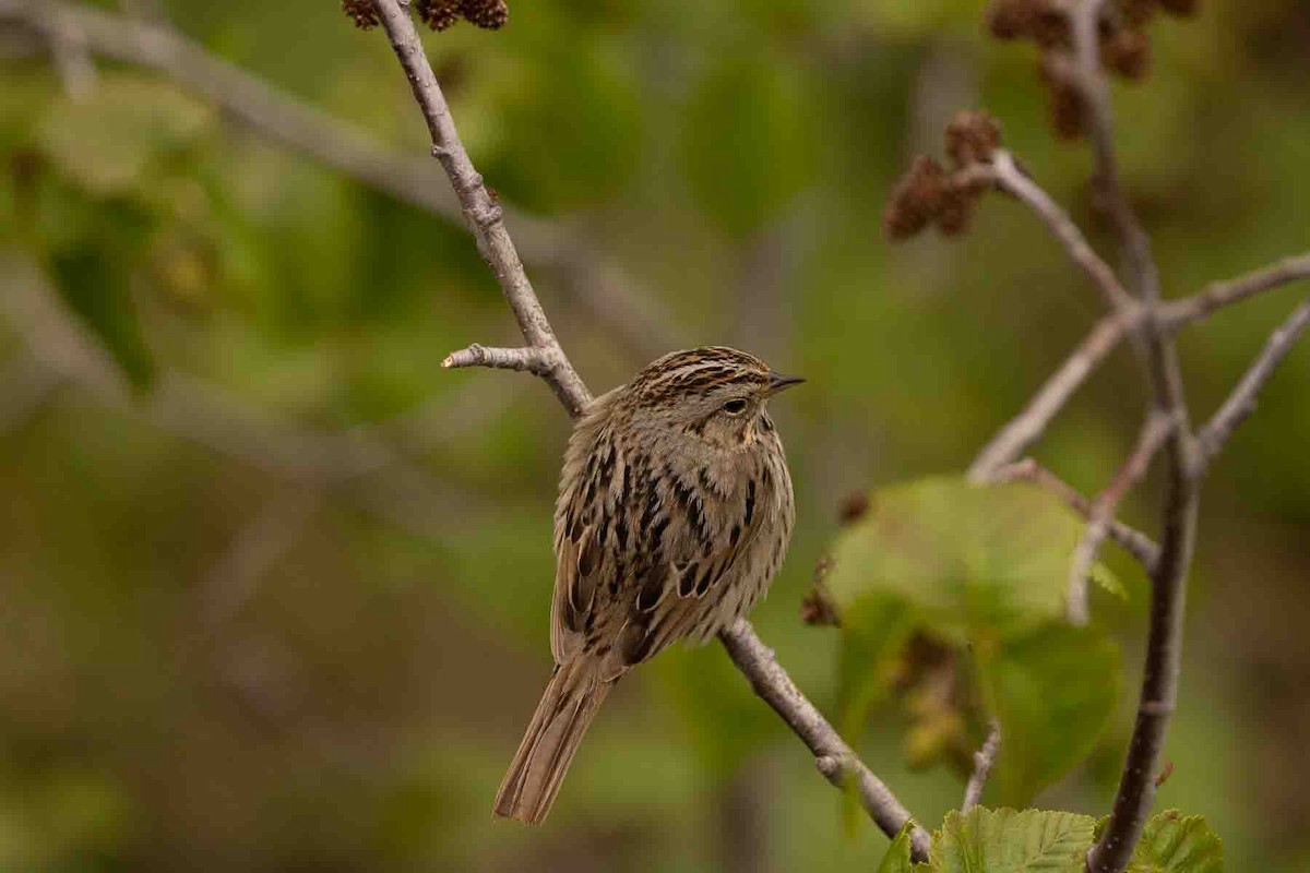 Lincoln's Sparrow - ML589489911