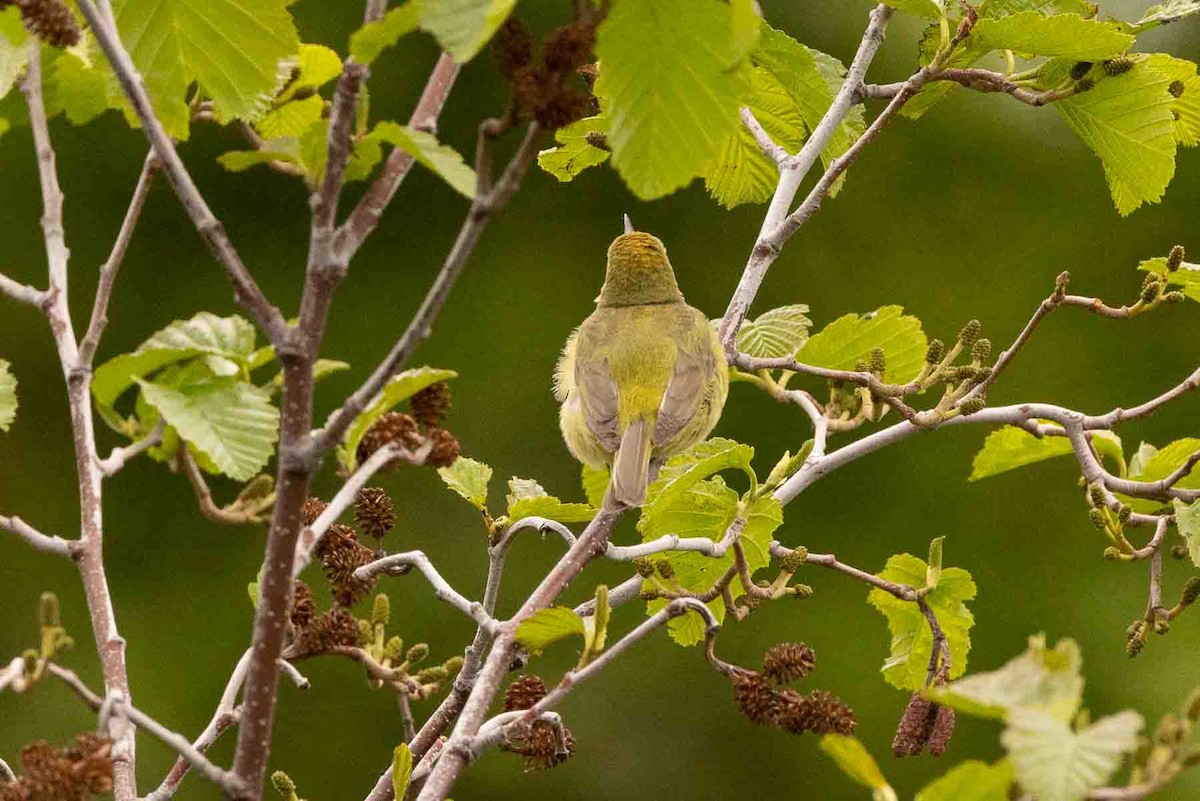 Orange-crowned Warbler - ML589489951