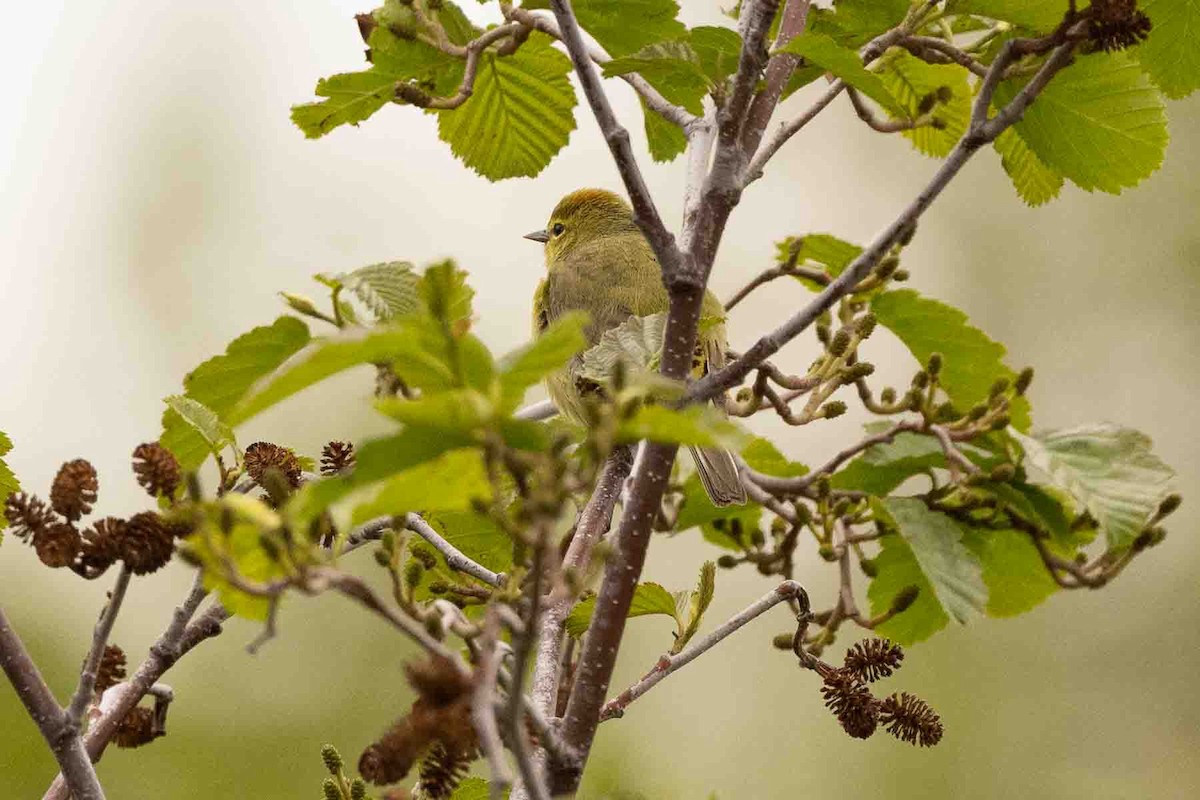 Orange-crowned Warbler - ML589489961