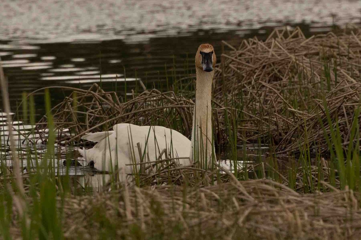 Trumpeter Swan - ML589490391