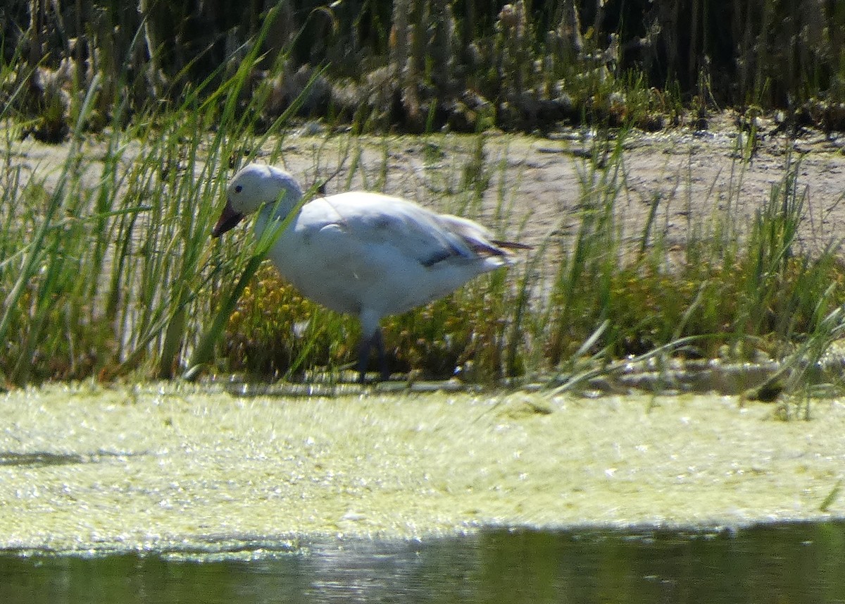 Snow Goose - ML589490811