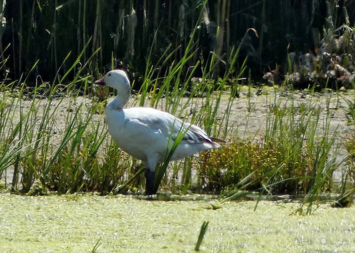 Snow Goose - ML589490821