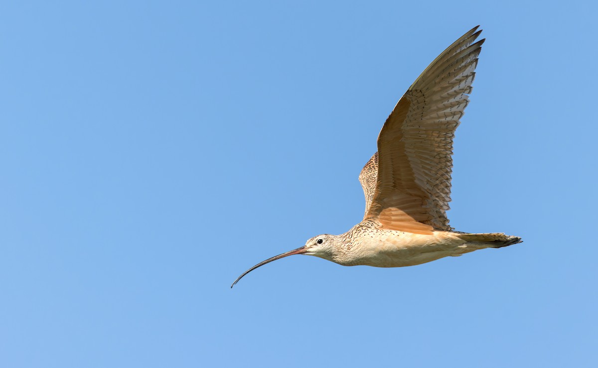 Long-billed Curlew - Connor Cochrane