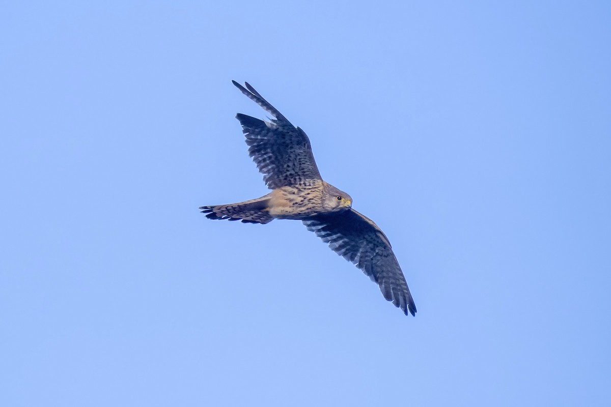 Eurasian Kestrel - Peter Hinow