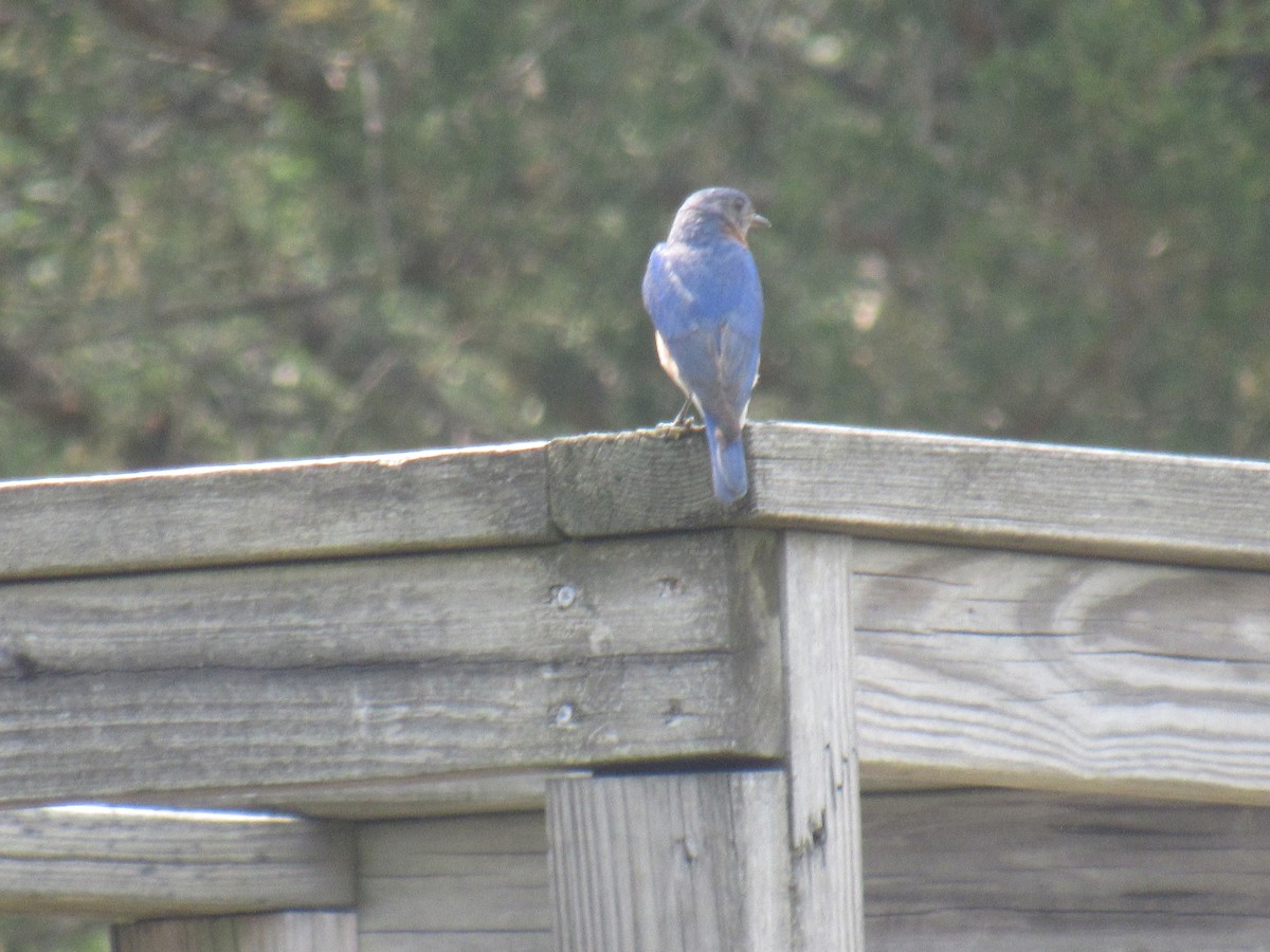 Eastern Bluebird - ML589492831