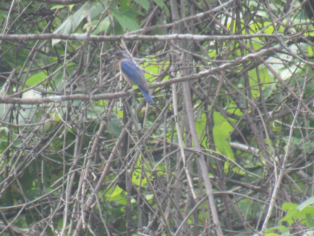 Eastern Bluebird - ML589492841