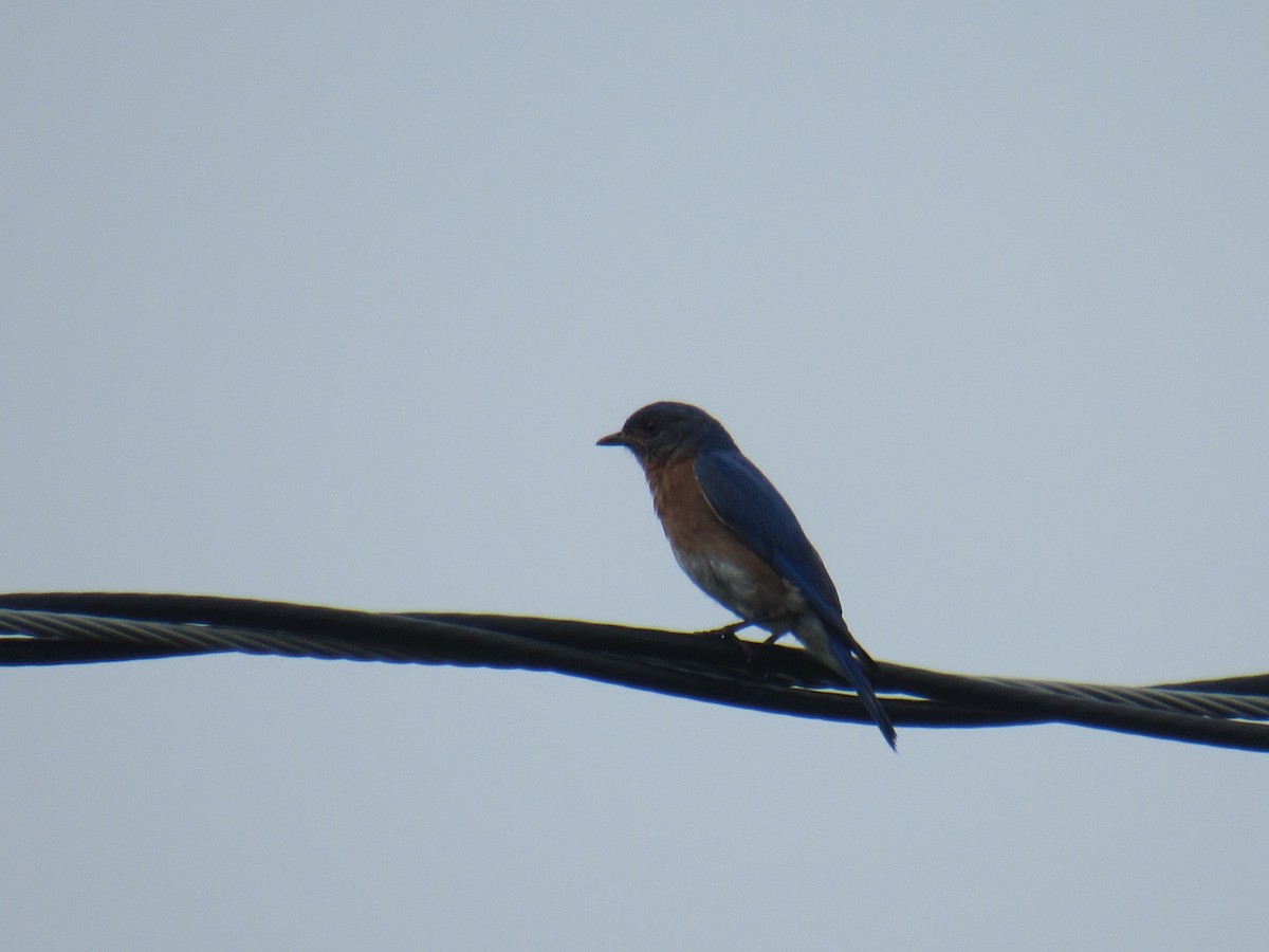 Eastern Bluebird - ML589492871