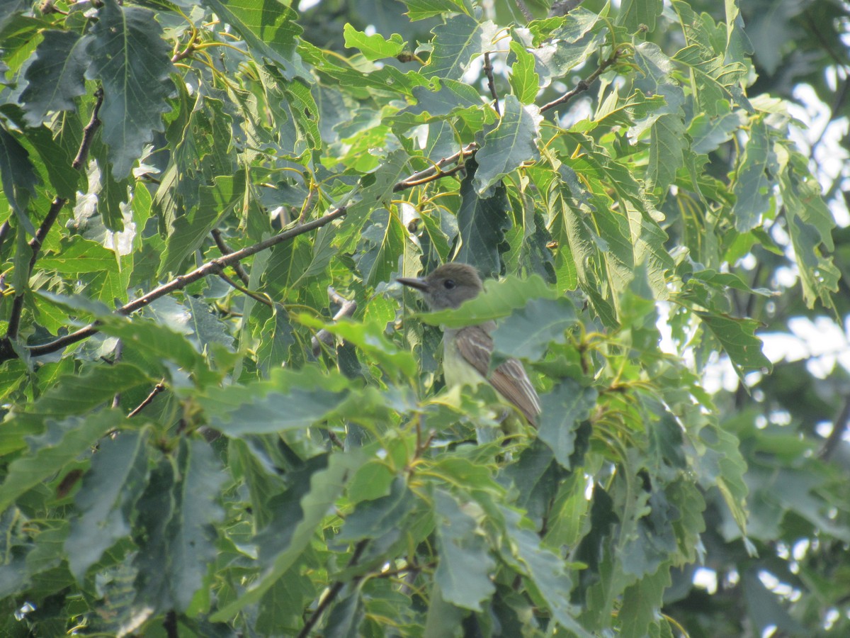 Great Crested Flycatcher - ML589492941