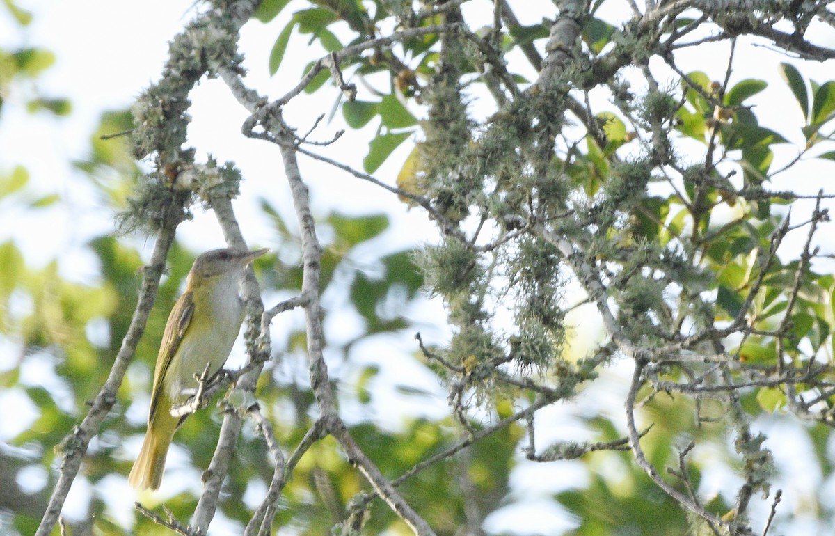 Yellow-green Vireo - ML589493751