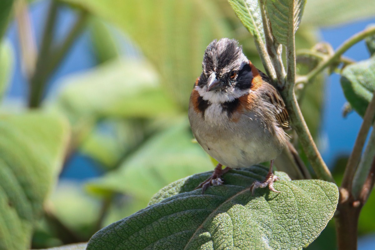 Rufous-collared Sparrow - ML589495321