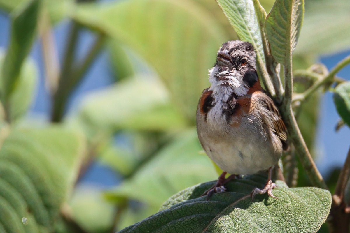 Rufous-collared Sparrow - ML589495331