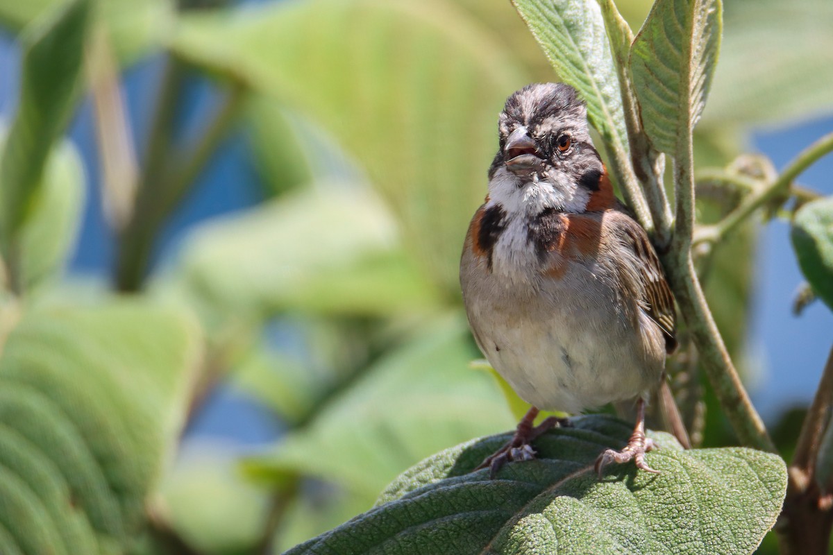 Rufous-collared Sparrow - ML589495341