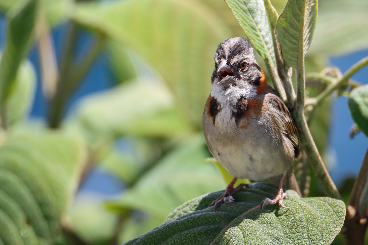 Rufous-collared Sparrow - ML589495361