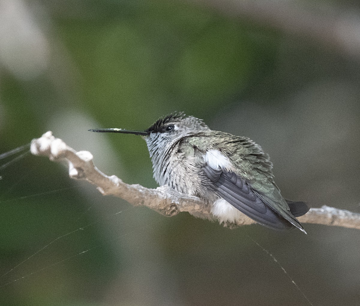 Colibri à gorge noire - ML589496771