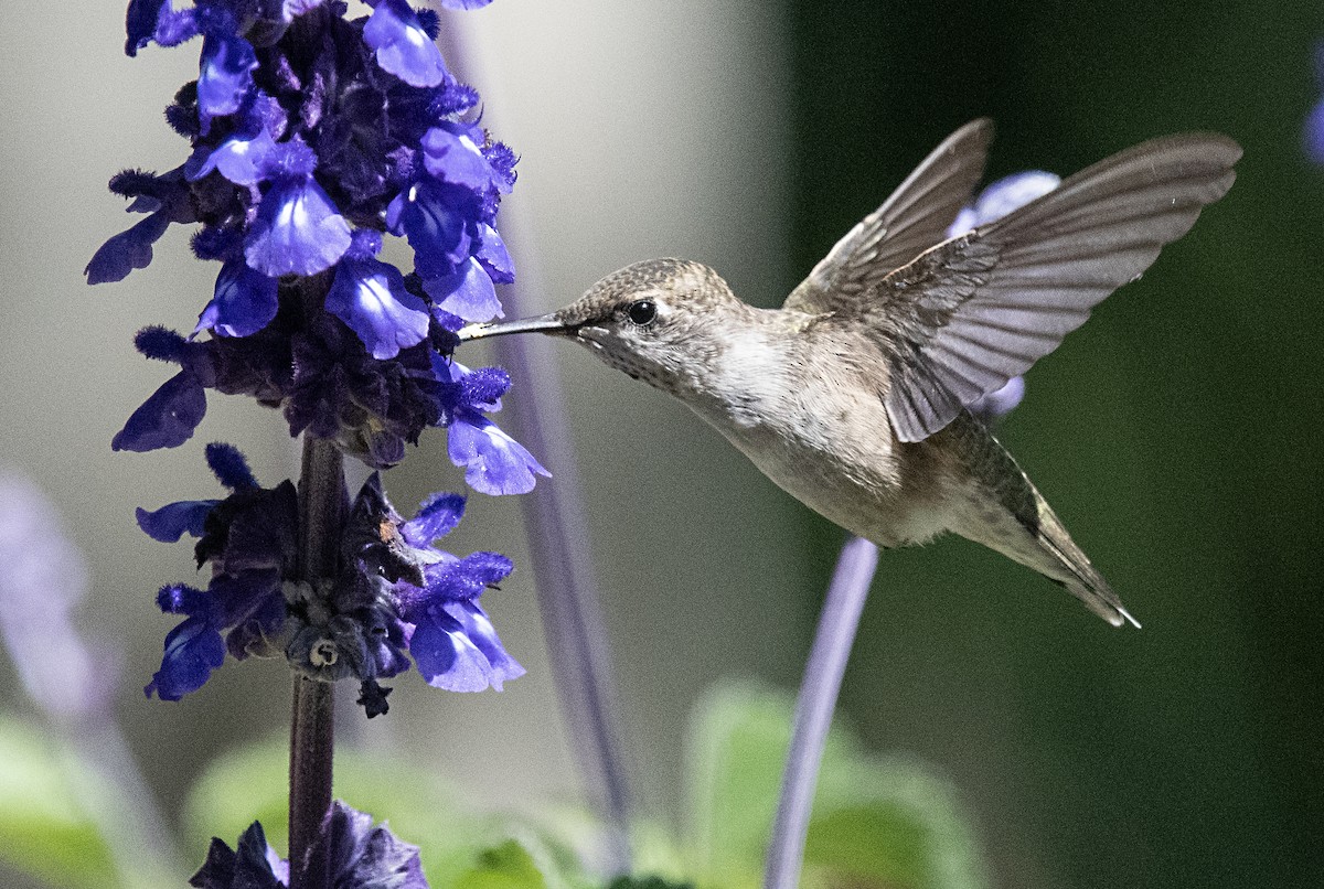 Colibri à gorge noire - ML589496781
