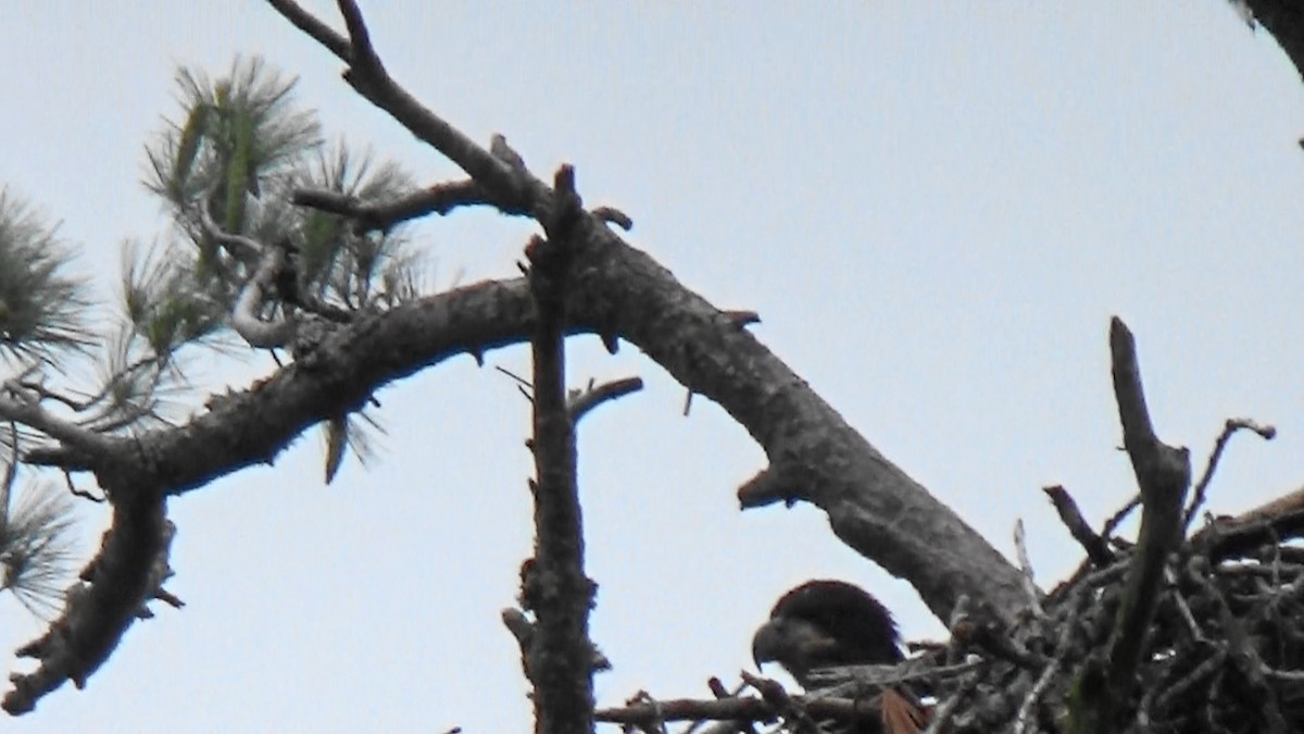 Bald Eagle - ML589497191