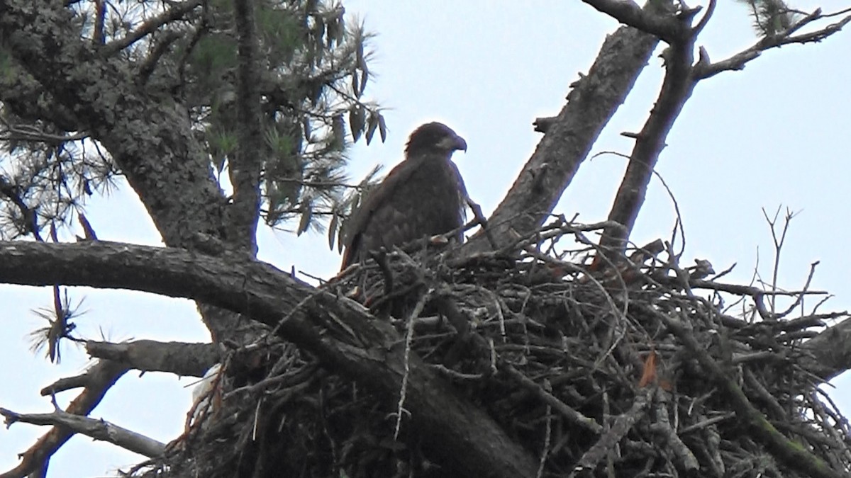 Bald Eagle - ML589497371