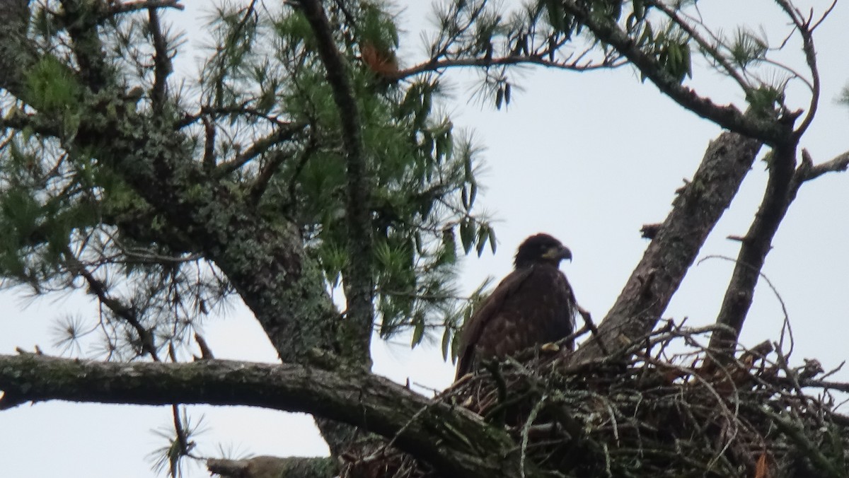 Bald Eagle - ML589497401