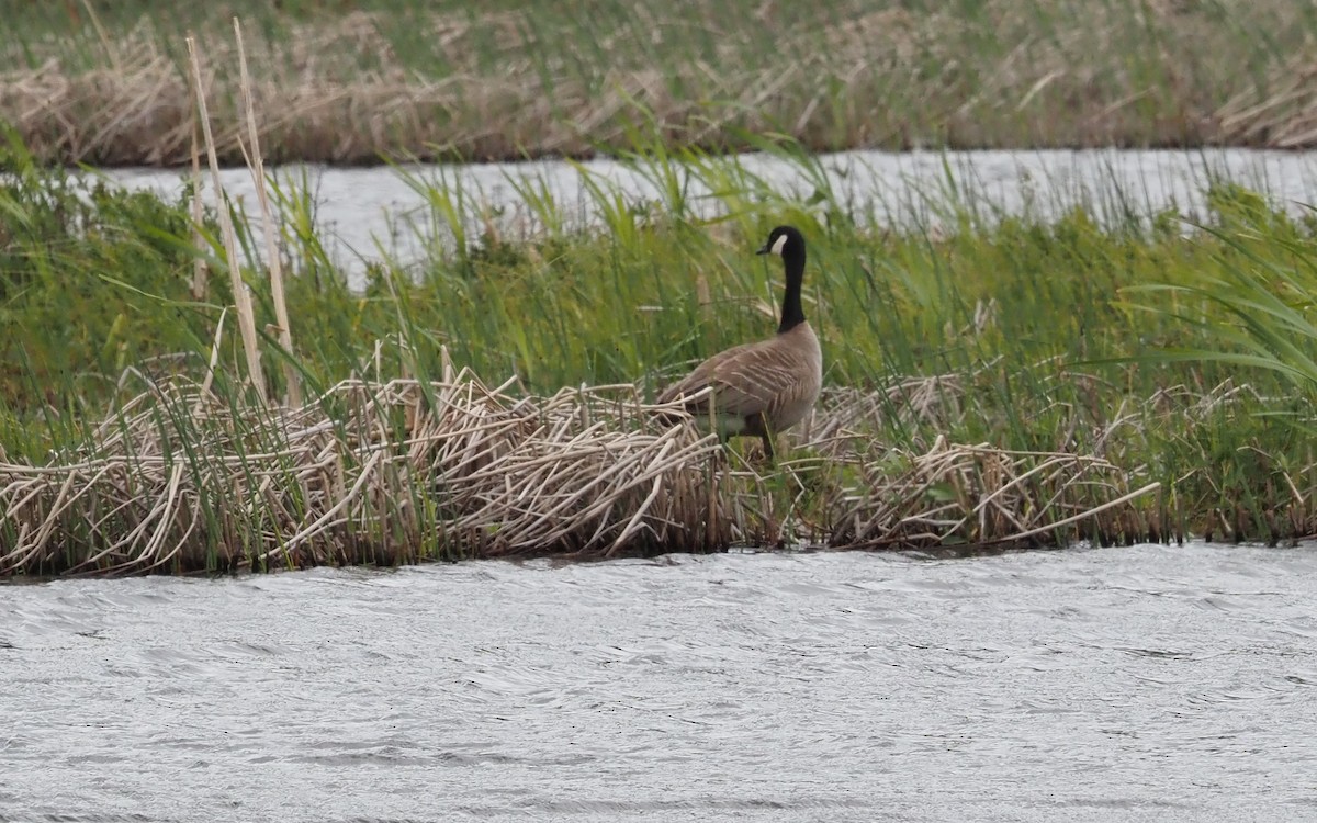 Cackling/Canada Goose - ML589498631