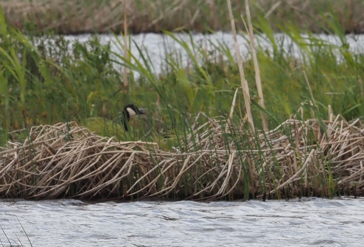 Cackling/Canada Goose - Karen Markey