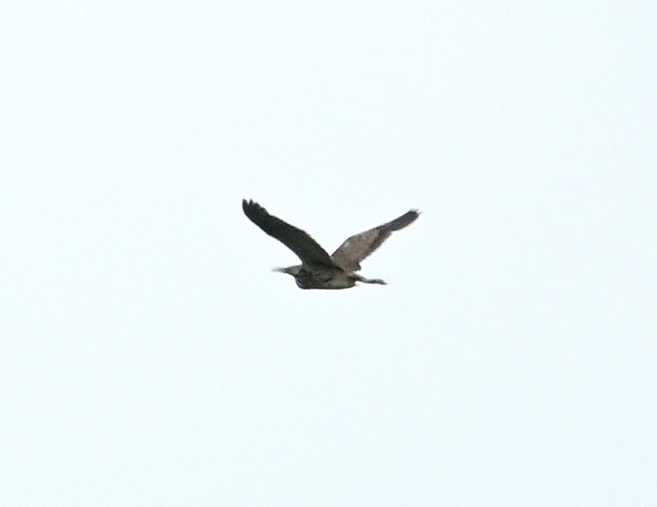 American Bittern - ML589498841