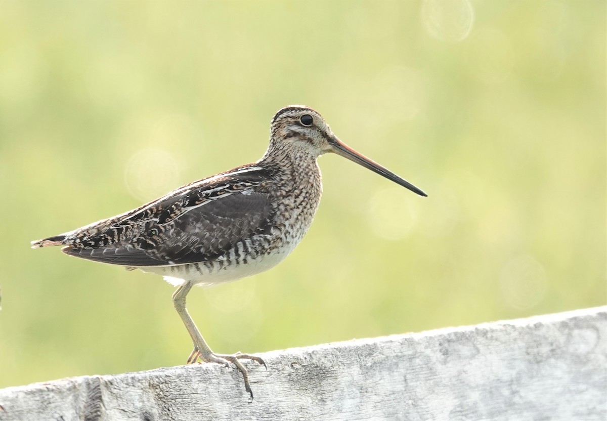 Wilson's Snipe - Diane Stinson