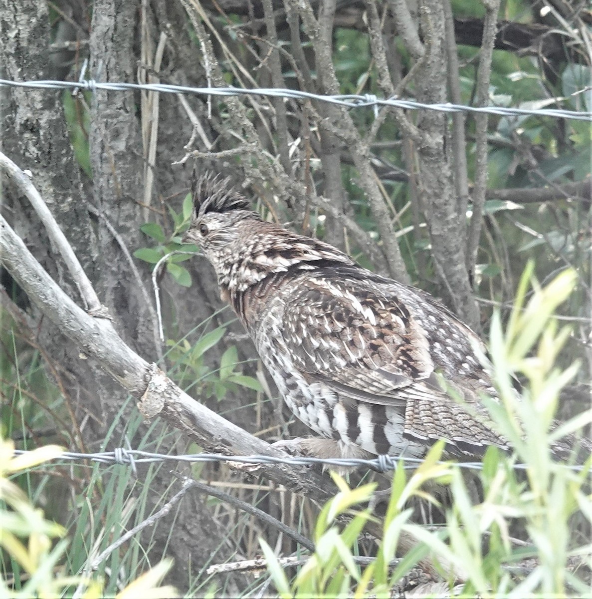 Ruffed Grouse - Diane Stinson