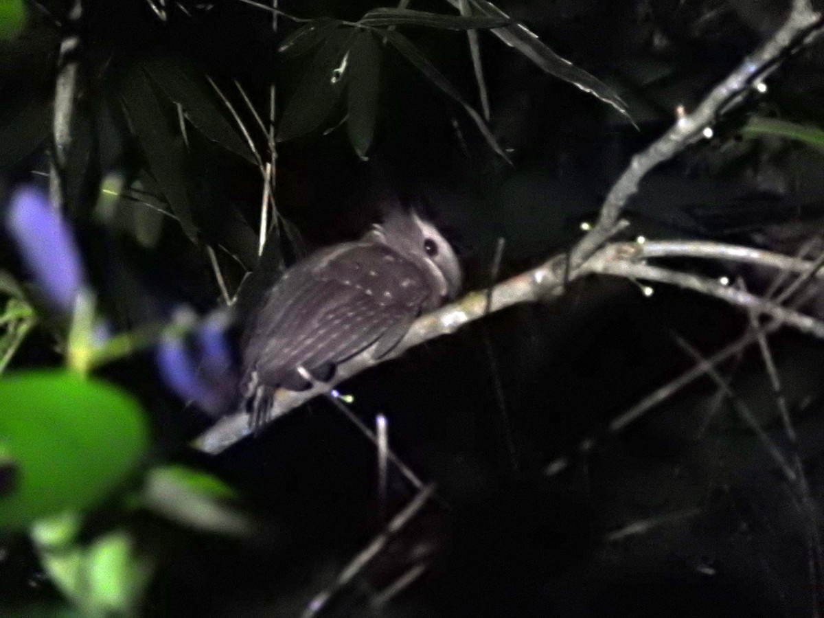 Dulit Frogmouth - Diane Thomas