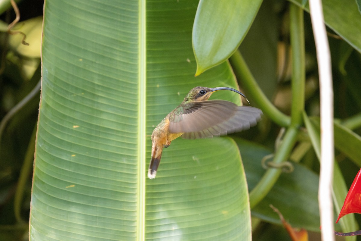 Rufous-breasted Hermit - ML589500801