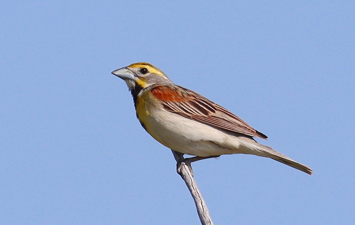 Dickcissel - ML589500821