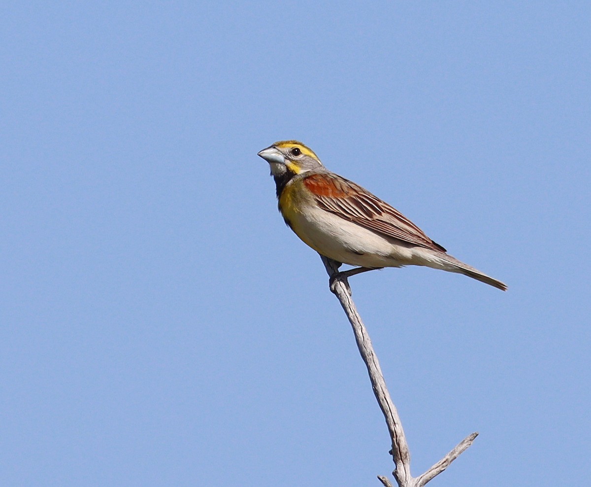 Dickcissel - ML589500831