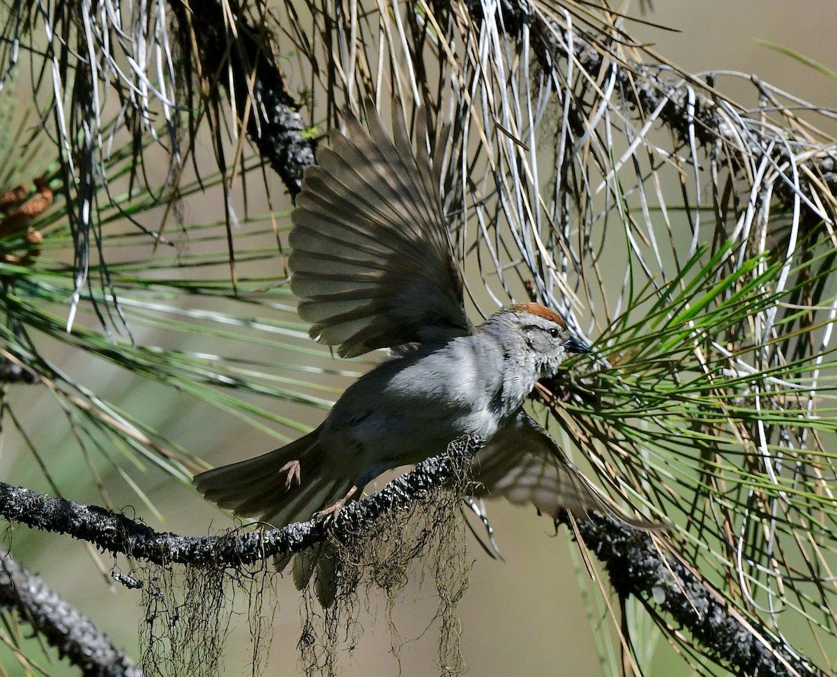 Chipping Sparrow - Norman Eshoo