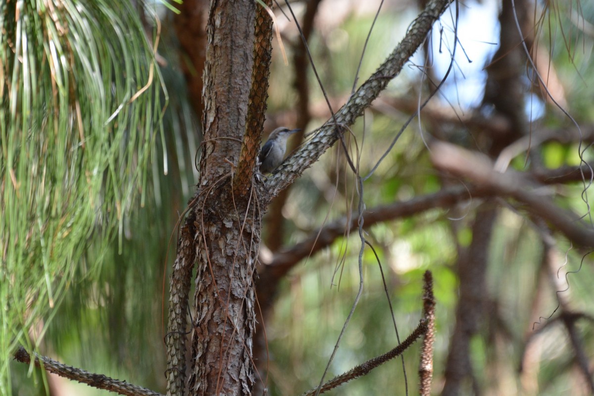 Brown-headed Nuthatch - ML58950111